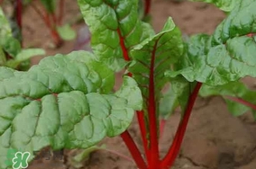 甜菜葉是否可以生吃？甜菜葉可以生吃嗎