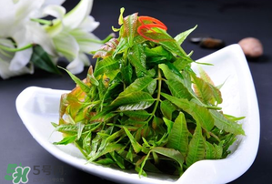 香椿可以涼拌嗎？香椿怎么涼拌嗎？