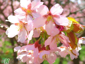 2017年四月份天氣如何？2017年四月份天氣預(yù)報