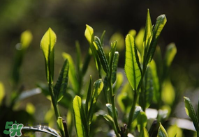谷雨會下雨嗎？2017年谷雨會下雨嗎？