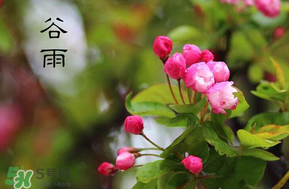 谷雨會下雨嗎？2017年谷雨會下雨嗎？