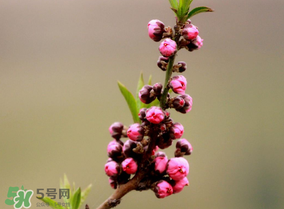 谷雨會下雨嗎？2017年谷雨會下雨嗎？