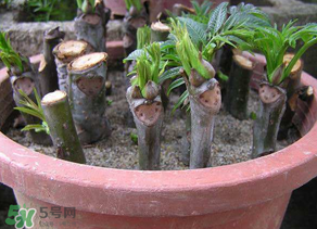 香椿可以扦插嗎？香椿什么時(shí)候扦插？