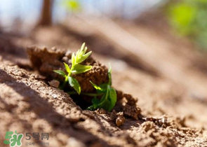 香椿可以扦插嗎？香椿什么時(shí)候扦插？