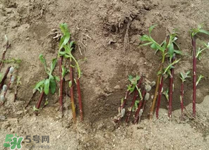 香椿可以扦插嗎？香椿什么時(shí)候扦插？