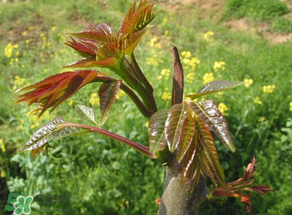 香椿能插活嗎？香椿樹(shù)枝能插活嗎？