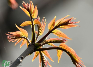 香椿能插活嗎？香椿樹(shù)枝能插活嗎？