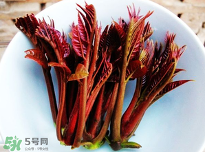 香椿能插活嗎？香椿樹(shù)枝能插活嗎？