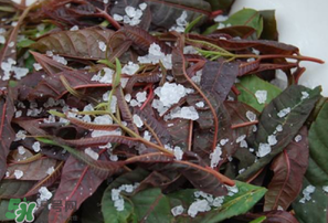 香椿怎么洗？香椿芽怎么洗干凈？