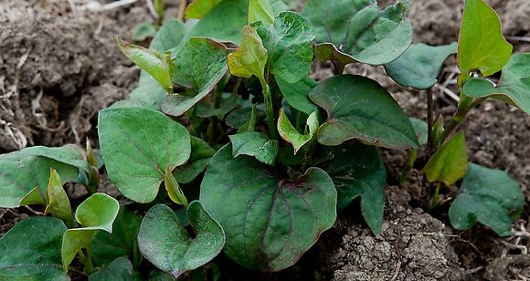 魚(yú)腥草根和葉哪個(gè)好？魚(yú)腥草根好還是葉子好