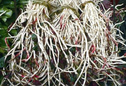 魚(yú)腥草根和葉哪個(gè)好？魚(yú)腥草根好還是葉子好