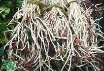 魚(yú)腥草根怎么吃？魚(yú)腥草根怎么做好吃