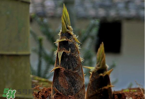 竹筍什么時候發(fā)芽？竹筍多長時間破土而出？