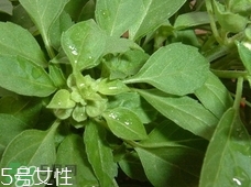 魚香菜的營(yíng)養(yǎng)價(jià)值_魚香菜的功效與作用及食用方法 魚香菜的營(yíng)養(yǎng)價(jià)值_魚香菜的功效與作用及食用方法
