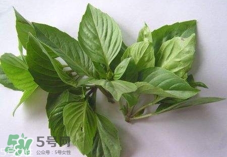 魚香菜的營(yíng)養(yǎng)價(jià)值_魚香菜的功效與作用及食用方法 魚香菜的營(yíng)養(yǎng)價(jià)值_魚香菜的功效與作用及食用方法