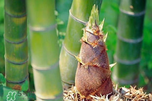 竹筍是竹子嗎？竹筍和竹子的關(guān)系