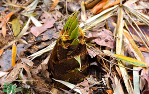 竹筍是竹子嗎？竹筍和竹子的關(guān)系