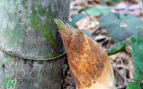 竹筍是竹子嗎？竹筍和竹子的關(guān)系