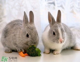 孕婦能吃兔頭嗎？孕婦能不能吃兔頭？