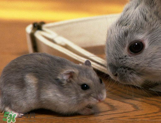 孕婦能吃兔頭嗎？孕婦能不能吃兔頭？