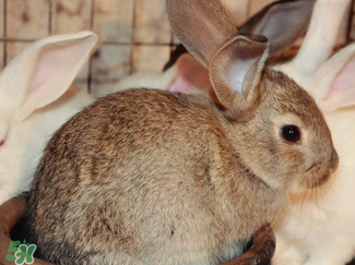 孕婦能吃兔子肉嗎？孕婦可以吃兔子肉嗎？