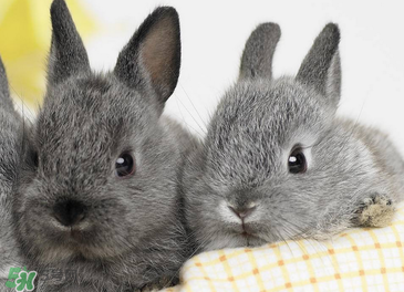 孕婦能吃兔子肉嗎？孕婦可以吃兔子肉嗎？