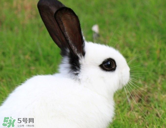 孕婦能吃兔子肉嗎？孕婦可以吃兔子肉嗎？