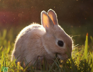 孕婦吃兔肉寶寶真的會(huì)長(zhǎng)兔唇嗎？孕婦吃兔子肉會(huì)得兔唇嗎？