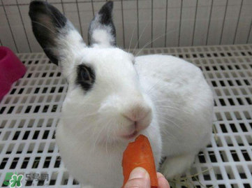 孕婦吃兔肉寶寶真的會(huì)長(zhǎng)兔唇嗎？孕婦吃兔子肉會(huì)得兔唇嗎？