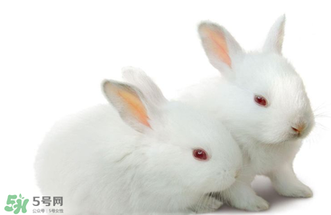 孕婦吃兔肉寶寶真的會(huì)長(zhǎng)兔唇嗎？孕婦吃兔子肉會(huì)得兔唇嗎？