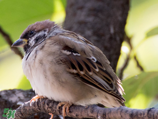 孕婦可以吃麻雀肉嗎？孕婦能吃麻雀肉嗎？