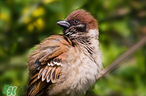 孕婦可以吃麻雀肉嗎？孕婦能吃麻雀肉嗎？