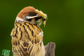 孕婦可以吃麻雀肉嗎？孕婦能吃麻雀肉嗎？
