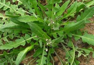 地菜是什么菜？地菜是不是薺菜