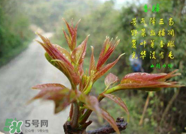 香椿臭嗎？香椿為什么那么臭？