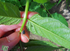 香椿臭嗎？香椿為什么那么臭？