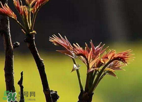 香椿臭嗎？香椿為什么那么臭？