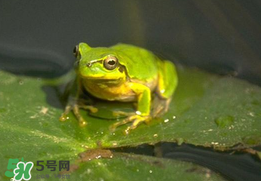 孕婦能吃青蛙嗎？孕婦可以吃青蛙嗎？