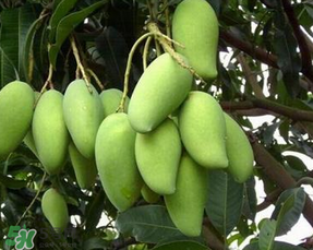 孕婦能吃青芒果嗎？孕婦可以吃青芒果嗎？