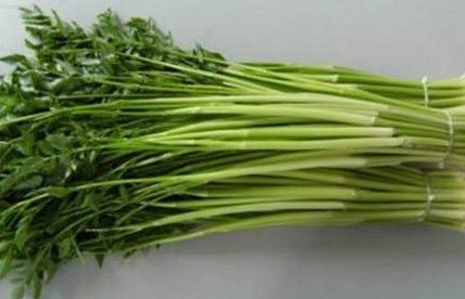 水芹菜是什么菜？水芹菜是野芹菜嗎