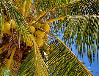 椰青喝完后椰肉怎么吃？椰青里面的肉可以吃嗎？