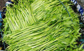 水芹菜和芹菜一樣嗎？水芹菜和芹菜的區(qū)別