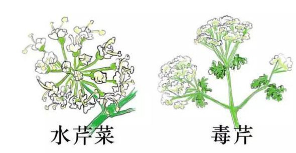 水芹菜有毒嗎？水芹菜有沒有毒