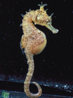 孕婦能吃海馬嗎？孕婦能不能吃海馬？