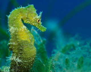 孕婦能吃海馬嗎？孕婦能不能吃海馬？