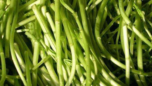 藜蒿葉子為什么不能吃？藜蒿葉子為什么不可以吃