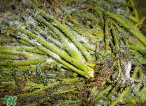 腌制的香椿能放多久？怎樣腌香椿放的時(shí)間長(zhǎng)？