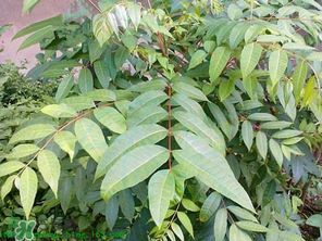 腌制的香椿能放多久？怎樣腌香椿放的時(shí)間長(zhǎng)？