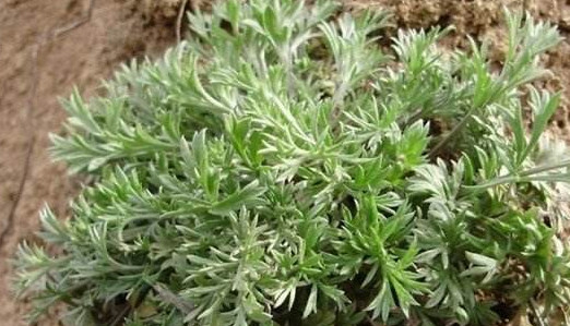 白蒿是茵陳嗎？白蒿與茵陳有什么區(qū)別