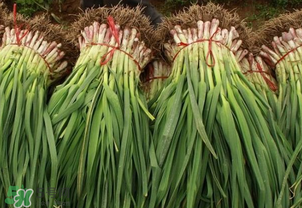 蒜苗爛根發(fā)黃怎么辦？蒜苗容易爛怎么辦？